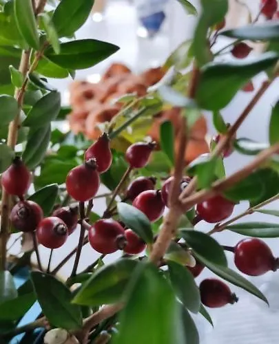 Casa La Rocita Vakantiehuis